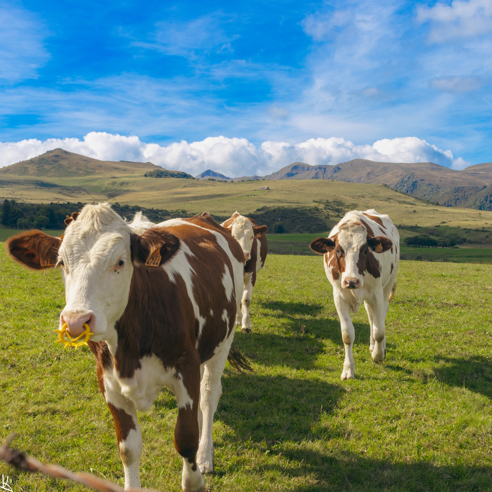 Courbanges - vaches et vallée de Chaudefour